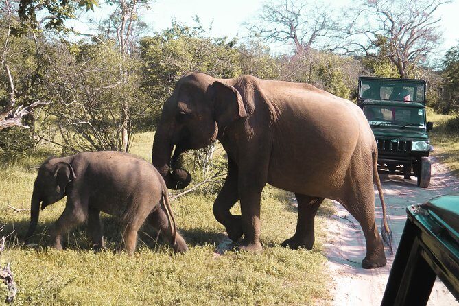 Yala National Park Entrance Ticket with Private Safari - The 3-Hour Safari Reality Check: What You Gain (and What You Don’t)