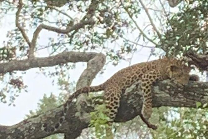Yala National Park Full-Day Jeep Safari with Lunch - Why This Yala Day Trip Works for Wildlife Lovers