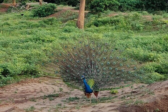 Yala National Park Full-Day Jeep Safari with Lunch - Lunch After the Safari: A Real Break, Not an Afterthought