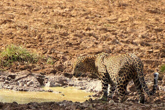 Yala National Park - Full Day Safari (04:30 am - 06:00 pm) - Key highlights to know before you go
