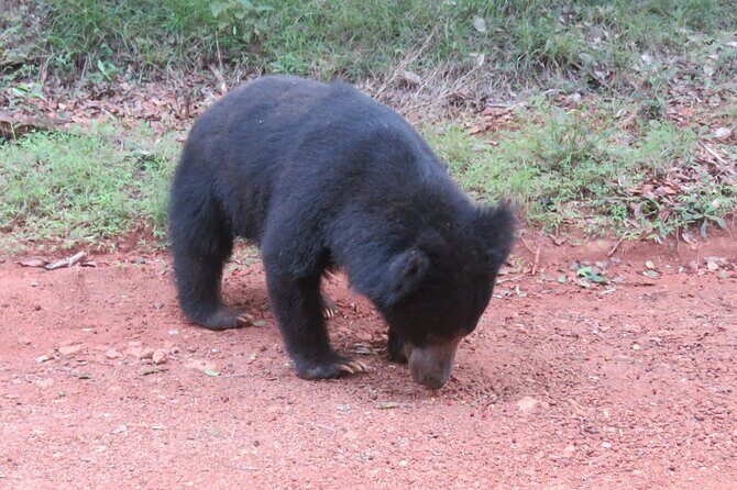 Yala National Park - Full Day Safari (04:30 am - 06:00 pm) - Getting there: pickup, jeeps, and the part people forget