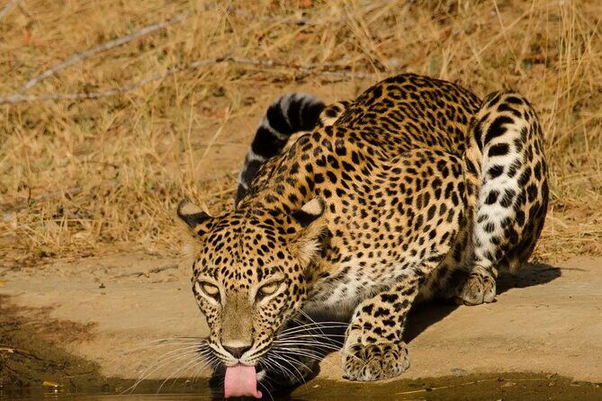 Yala National Park - Full Day Safari (04:30 am - 06:00 pm) - Picnic breakfast in the park: not just food, it’s time management