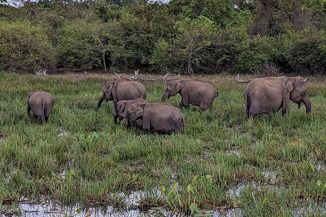 Yala National Park - Full Day Safari (04:30 am - 06:00 pm) - Lunch with cool drinks: the midday reset that keeps you going