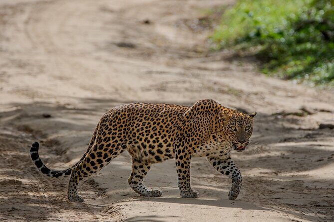 Yala National Park - Full Day Safari (04:30 am - 06:00 pm) - The guide and driver factor: what you’re paying for