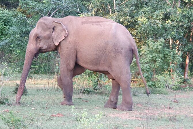 Yala National Park - Full Day Safari (04:30 am - 06:00 pm) - Small group size (up to 6): why it helps spotting