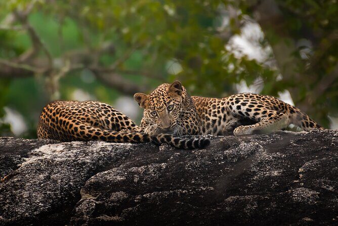 Yala National Park Full Day Safari Tour - Price and logistics: what $96 really buys