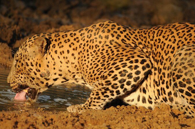 Yala National Park Full Day Safari Tour - The safari jeep setup: comfort, visibility, and safety