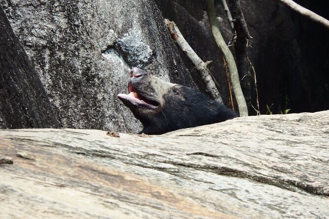 Yala National Park Full Day Safari Tour - Food on safari: what you get and why it matters