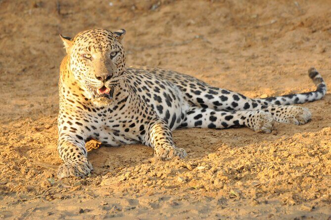 Yala National Park Full Day Safari Tour - Wildlife spotting style: patience beats traffic-chasing