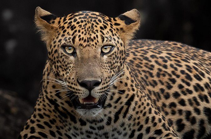 Yala National Park Full Day Safari Tour - Sloth bears, elephants, and birds: don’t sleep on the “not just leopard” day