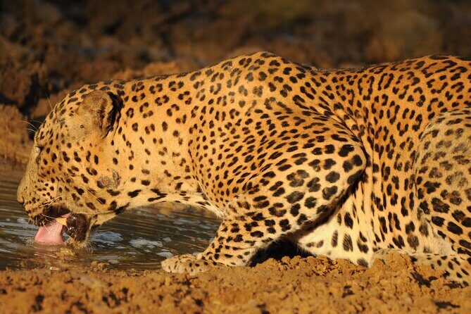 Yala National Park Full Day Safari Tour - What the day feels like: a long morning, then a park-close rhythm