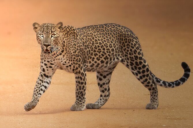 Yala National Park Full Day Safari Tour - The 4:30 am meeting time (why it’s not crazy)