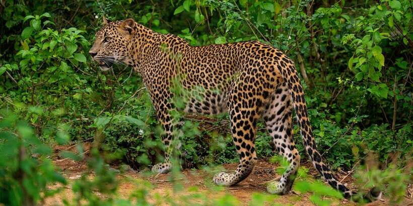 Yala National Park : Full Day Safari(04:30-18:00) - Early-morning pickup and what 04:30 really changes