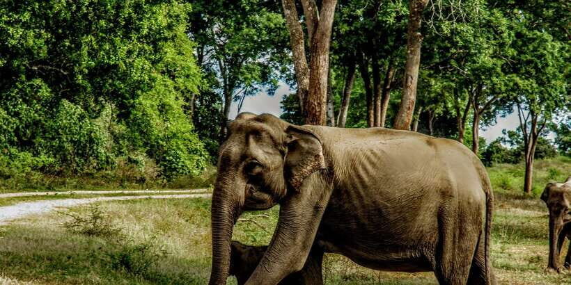 Yala National Park : Full Day Safari(04:30-18:00) - Guides in the driver’s seat: English support and smarter spotting