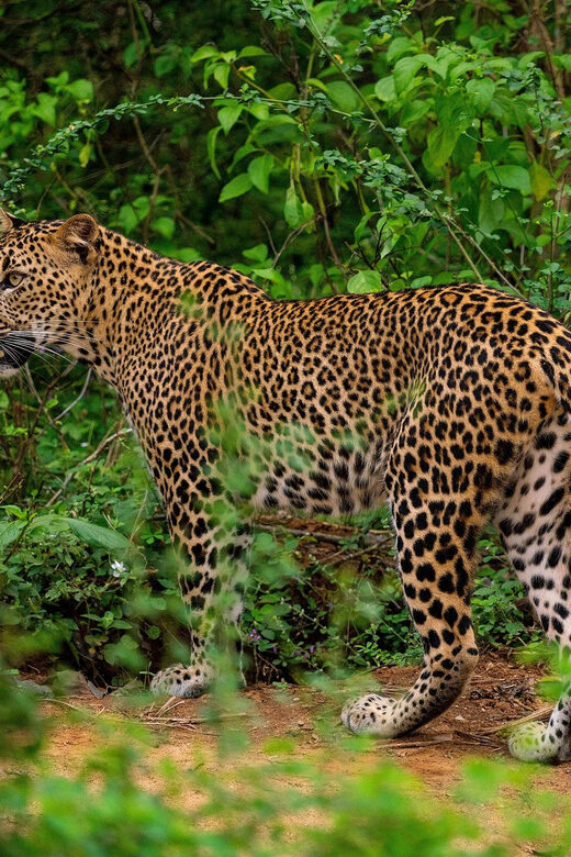 Yala National Park : Full Day Safari(04:30-18:00) - Park entry tickets: calculating your real total cost