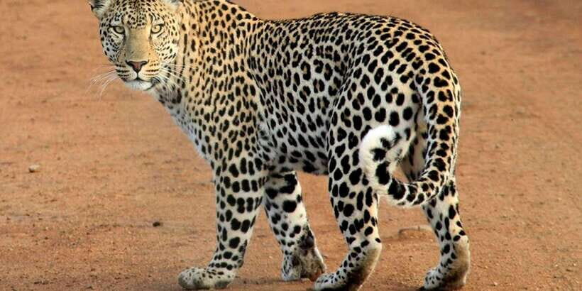 Yala National Park : Full Day Safari(04:30-18:00) - Rules and comfort limits: who should reconsider