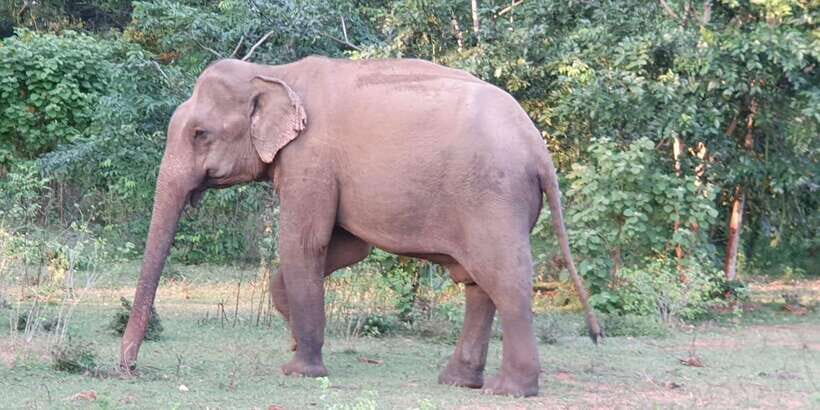 Yala National Park : Full Day Safari(04:30-18:00) - Beyond Yala: udawalawe, bundala, and lunugamwehera as part of the route