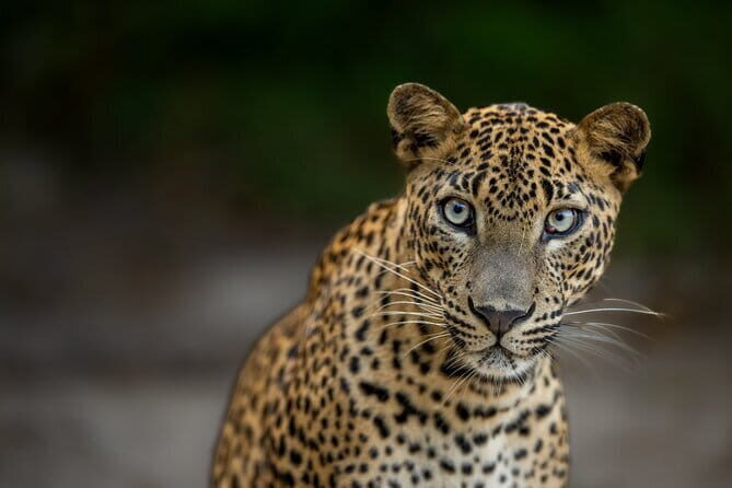 Yala National Park Guided Safaris - Key highlights before you go