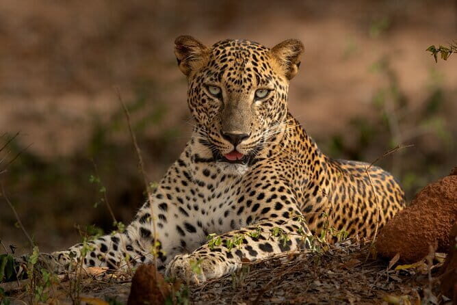 Yala National Park Guided Safaris - Yala at 6:00 am: what that early start really changes