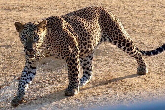 Yala National Park Guided Safaris - Who this Yala safari fits best