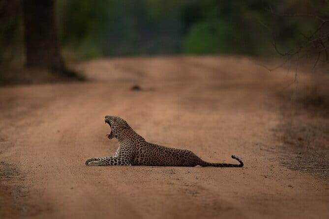 Yala National Park Guided Safaris - Should you book this Yala National Park guided safari?