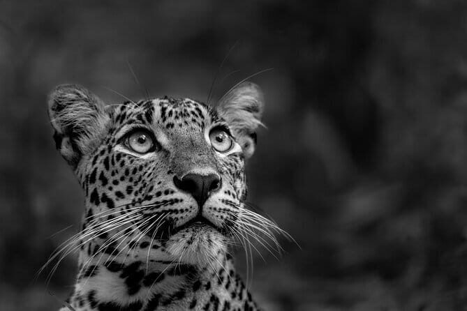 Yala National Park Guided Safaris - Inside the park for about 12 hours: managing a long wildlife day