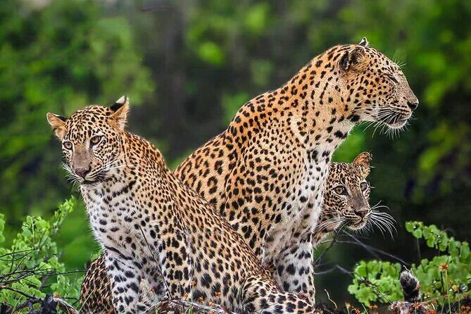 Yala National park: Half day & Full Day & Private - Safari Tours - Key highlights worth knowing