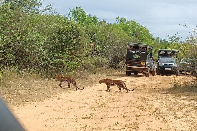 Yala National park: Half day & Full Day & Private - Safari Tours - Why Yala is a top safari for leopard chances