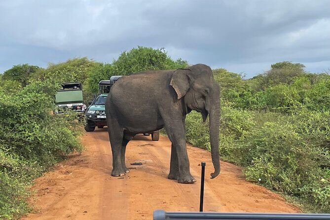 Yala National park: Half day & Full Day & Private - Safari Tours - The park stops: the ecosystems you’ll be scanning for wildlife