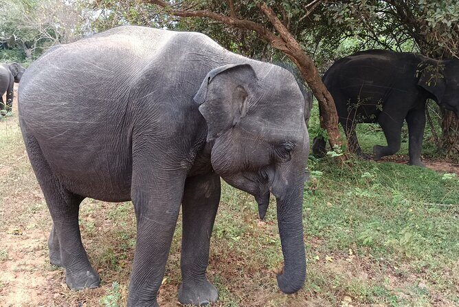 Yala National park: Half day & Full Day & Private - Safari Tours - Guides and gear: the small things that help you see more