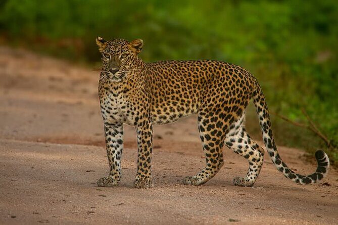Yala National park: Half day & Full Day & Private - Safari Tours - Price and value: how $22 makes sense when it includes the right stuff