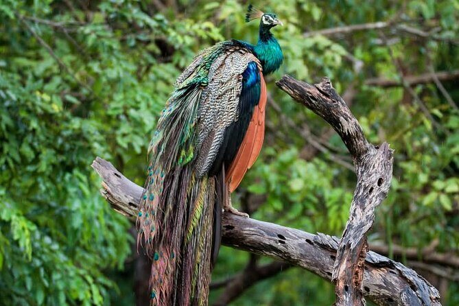 Yala National park: Half day & Full Day & Private - Safari Tours - Private jeep vs sharing: choosing the right group setup