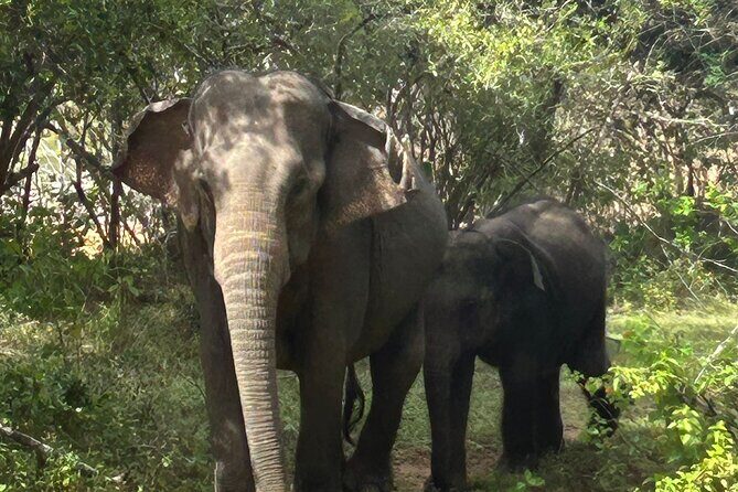 Yala National park: Half day & Full Day & Private - Safari Tours - Half day vs full day: what you should expect from each