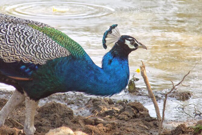 Yala National park: Half day & Full Day & Private - Safari Tours - Logistics that affect comfort (and your spotting)