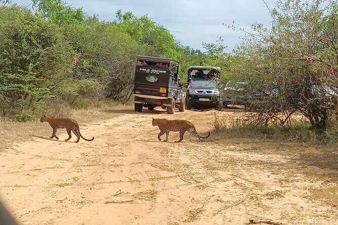 Yala National park: Half day & Full Day & Private - Safari Tours - What a 6–7 hour jeep safari is really like