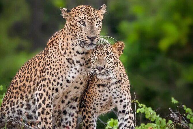 Yala National Park Half Day / Full Day Special Safari Tours - Key things I’d bet on before you go