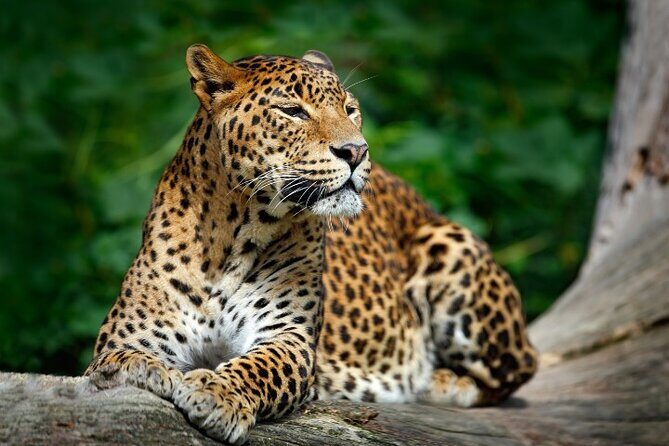 Yala National Park Half Day / Full Day Special Safari Tours - What your Yala safari time looks like on the ground
