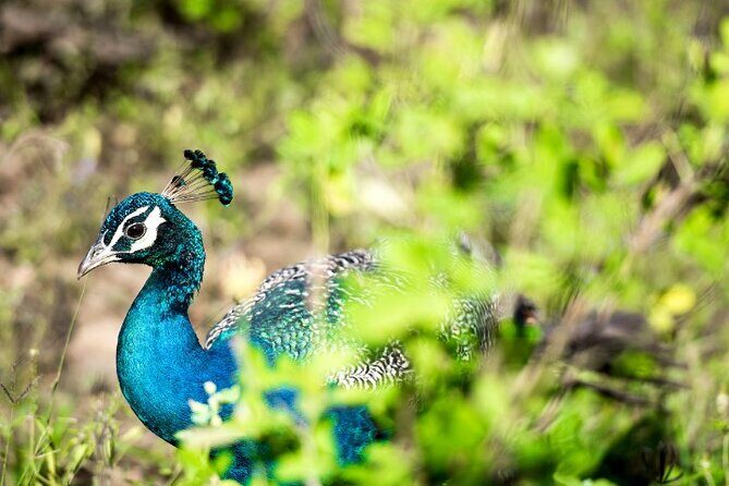 Yala National Park Half Day / Full Day Special Safari Tours - Why the driver/spotter strategy matters (and what to watch for)