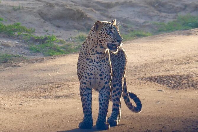 Yala National Park Half Day / Full Day Special Safari Tours - Practical timing: 11–12 hours is a real commitment