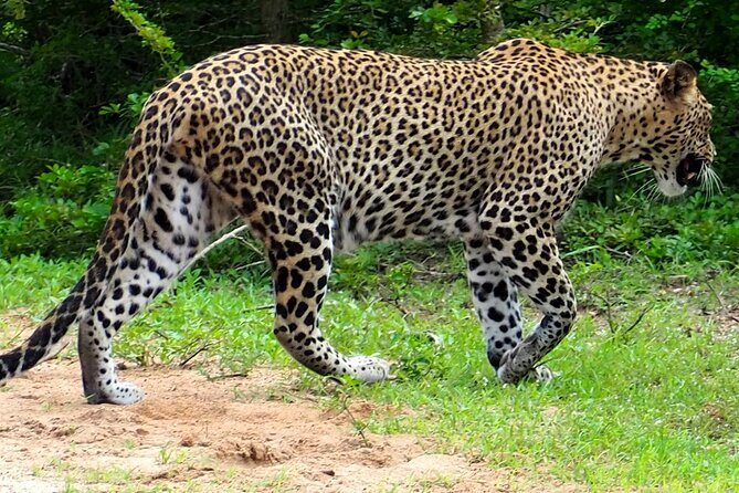 Yala National Park Half Day / Full Day Special Safari Tours - Who this Yala safari fits best