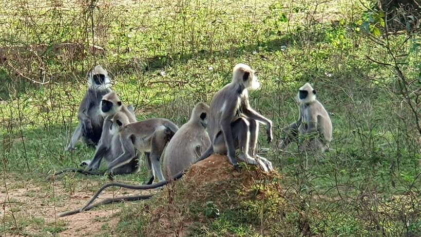 Yala National Park: Half Day or Full Day Leopard Safari Tour - What the tour does well for different kinds of safari fans