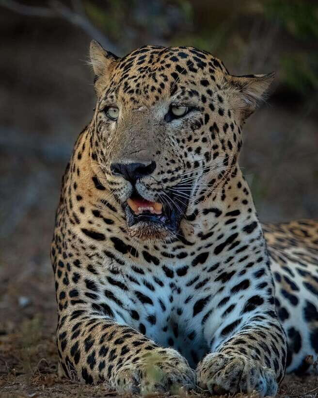 Yala National Park: Half Day or Full Day Leopard Safari Tour - Wildlife you can realistically aim for in Yala