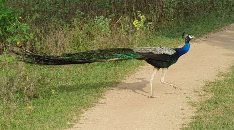 Yala National Park: Half Day or Full Day Leopard Safari Tour - Guide quality is the difference between a good day and a great one
