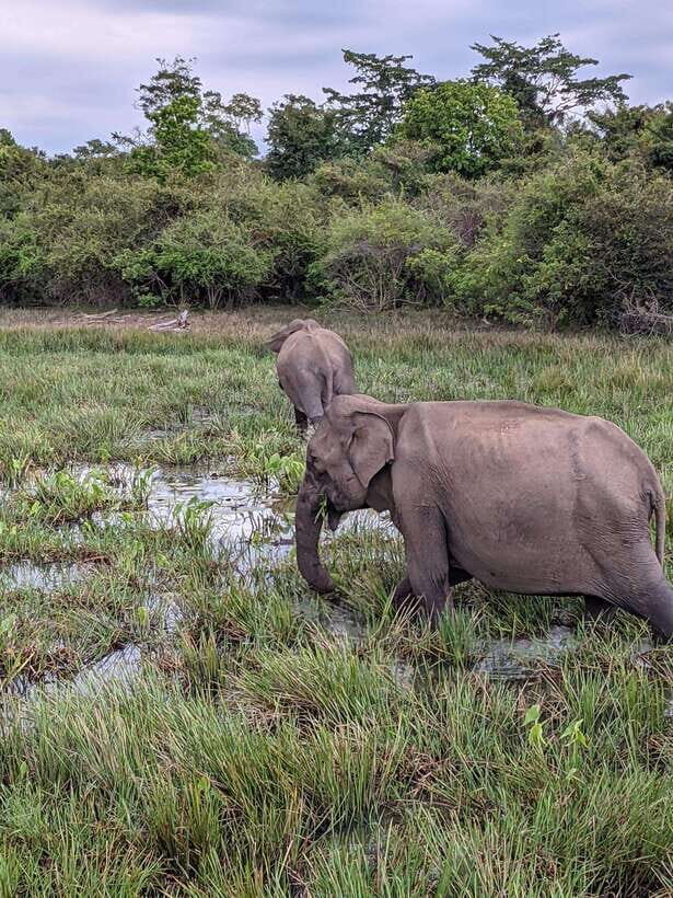 Yala National Park: Half Day or Full Day Leopard Safari Tour - Sunrise or sunset: when timing helps your odds
