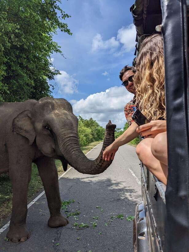 Yala National Park : Half Day or Full Day Safari Tours - Rules that affect your day: no alcohol, and keep it comfortable