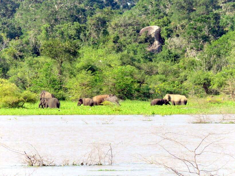Yala National Park : Half Day or Full Day Safari Tours - What you can realistically hope to see: leopards, elephants, bears, and birds