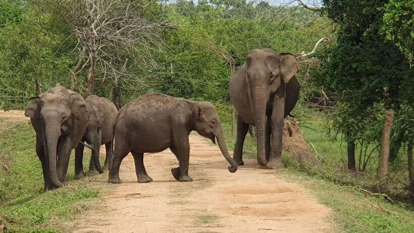 Yala National Park : Half Day or Full Day Safari Tours - Inside the safari jeep: comfort, 4x4 access, and binoculars