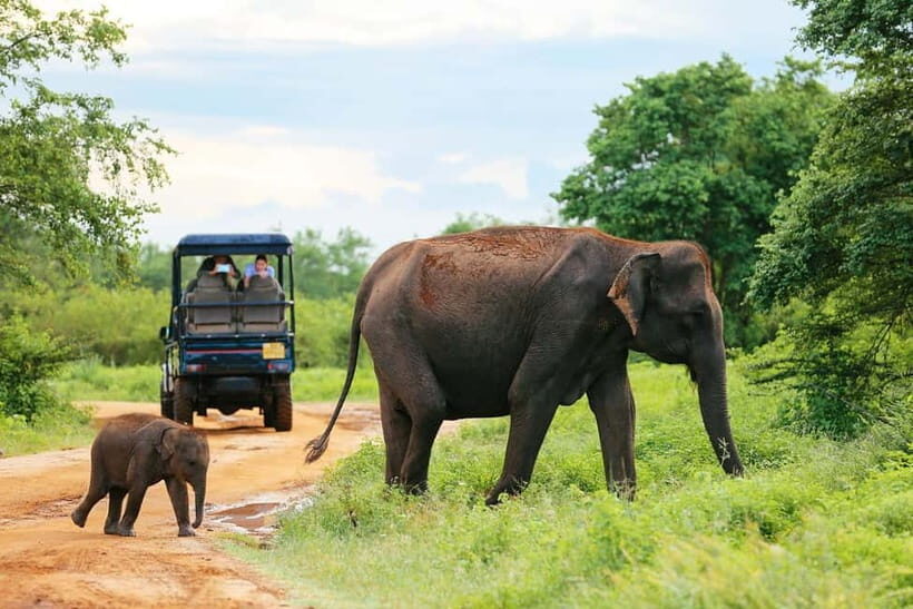 YALA National Park - HALF DAY or FULL DAY TOUR - Key highlights worth caring about