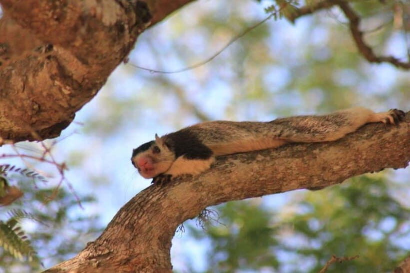 YALA National Park - HALF DAY or FULL DAY TOUR - Smart tips to get more from the 4 to 12 hours