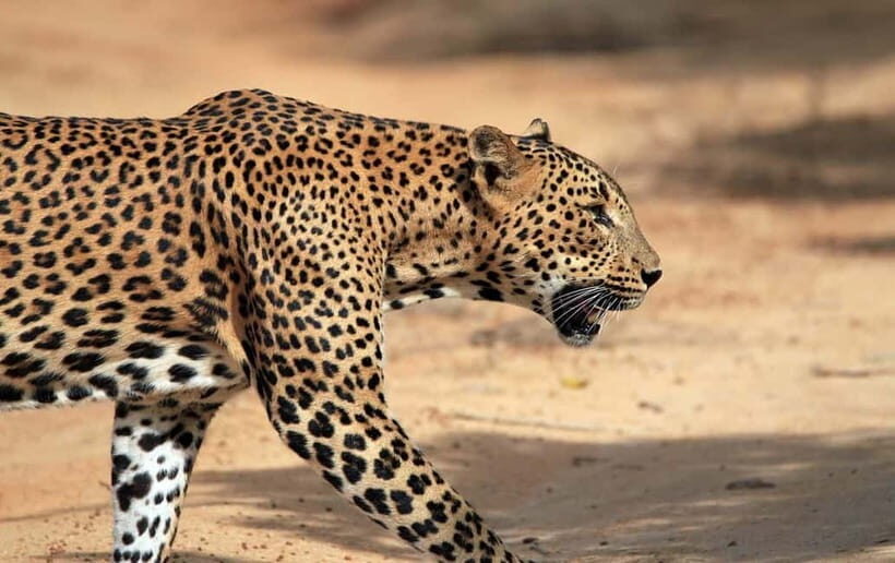 YALA National Park - HALF DAY or FULL DAY TOUR - Leopard odds in Yala: why the timing matters